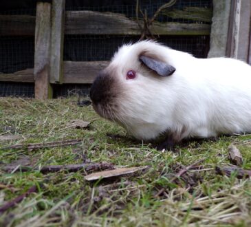 Wie alt werden Meerschweinchen?