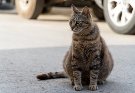 Wie lange sind Katzen schwanger?