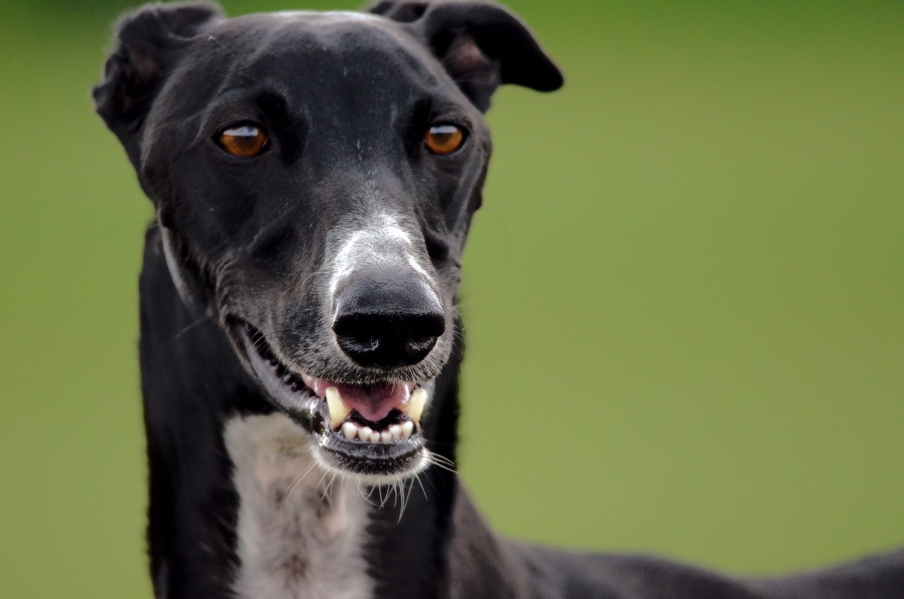 Zeichen von Zahnproblemen bei Hunden